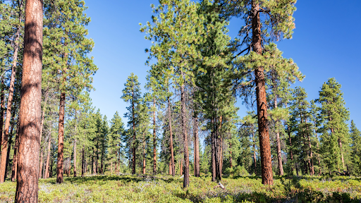 Forest property in Central Oregon ideal for custom dream home lot